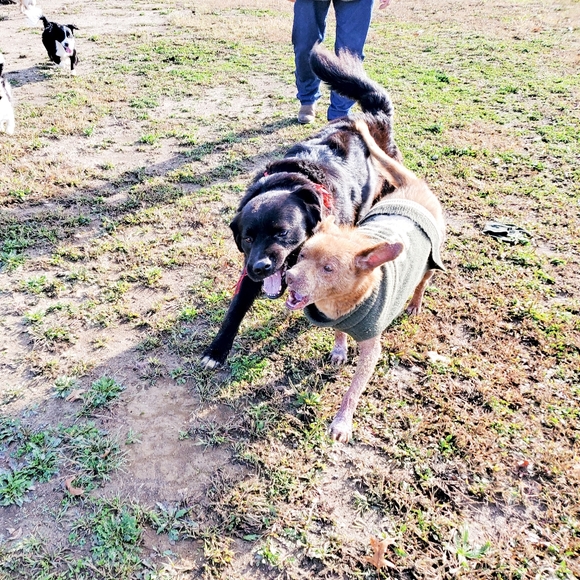 Join the game come back an follow all the new people likes - Picture 5 of 5